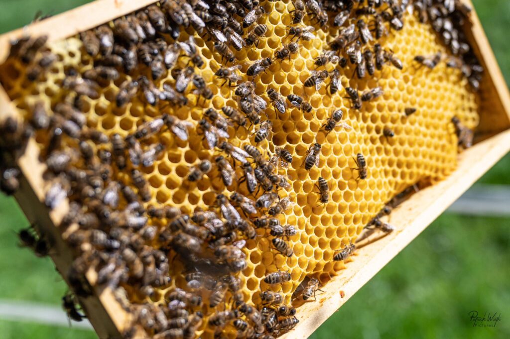 Bienen­patenschaft-Bild>